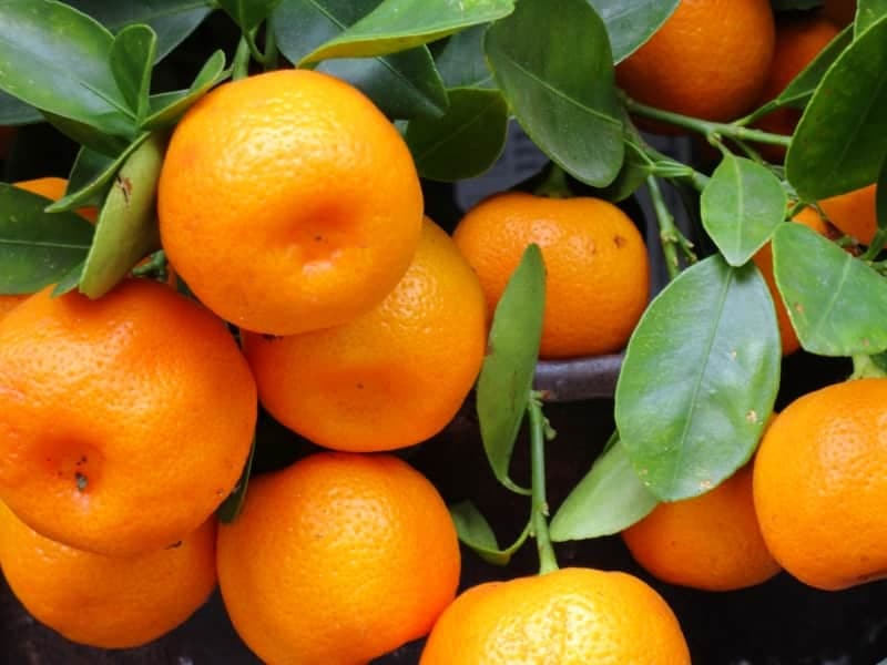قیمت خرید نارنگی محلی + فروش ویژه